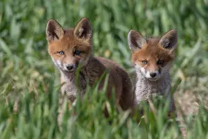 080120: Red Fox - kits near den in spring - Germany