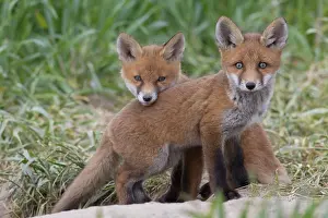 080120: Red Fox - kits near den in spring - Germany
