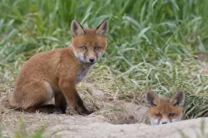 080120: Red Fox - kits near den in spring - Germany