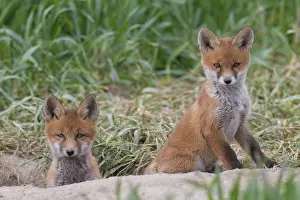 080120: Red Fox - kits near den in spring - Germany
