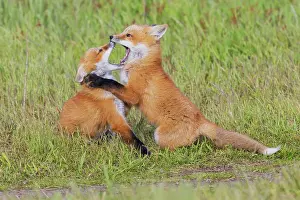 Vulpes: Red fox kits playing, Washington State, USA