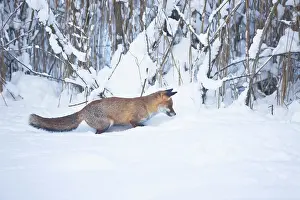 Pounce: Red Fox listening for movement and ready to pounce