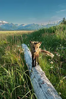 Eye Contact: Red fox on log. Katmai National Park, Alaska