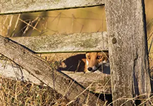 Peer: Red Fox - looking through gate