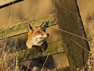 Peer: Red Fox - looking through old gate