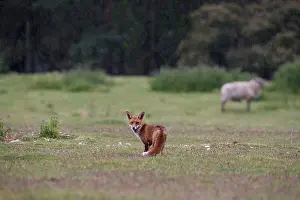 Heaths: Red Fox - Looking back in rain
