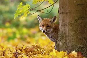 Brian Bevan: Red Fox - looking around tree in Autumn leaves