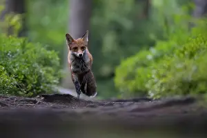 Palatinate: Red fox lured on a forest path with hare lament