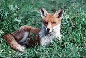 Chris Knights: RED FOX - Lying in Grass