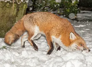 Rolling: Red Fox - male rolling in snow in garden - Birmingham UK