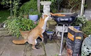 Birmingham: Red Fox - male sniffing sausages on barbeque - Birmingham UK