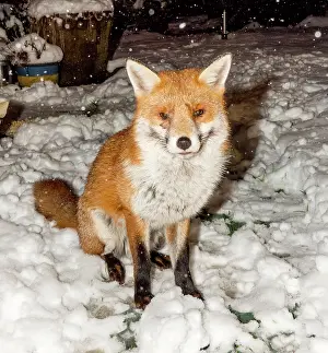 Birmingham: Red Fox - male in snow in garden - Birmingham UK