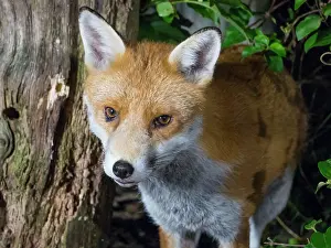Birmingham: Red Fox - male in urban garden - Birmingham UK