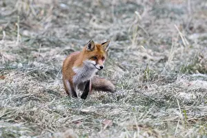 Poised: Red Fox - on meadow in winter hunting for mice