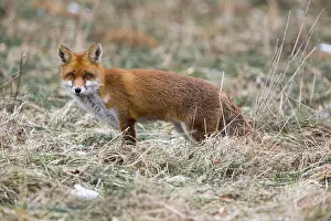 Poised: Red Fox - on meadow in winter hunting for mice