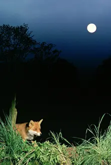 Moonlight: Red FOX IN MOONLIGHT - with full moon