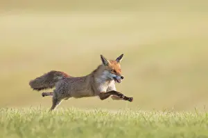 Preadtor: Red Fox motion