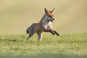 Preadtor: Red Fox motion