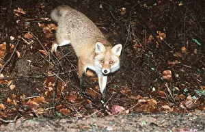Approaching: RED FOX - at night approaching garden