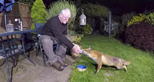 Photographer: Red fox - the photographer feeding wild urban vixen