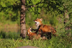 Submissive: Red Fox - two playing / fighting