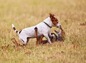In Field: Red Fox - playing with Jack Russell in meadow
