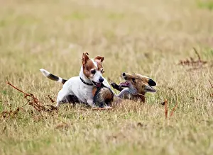 In Field: Red Fox - playing with Jack Russell in meadow