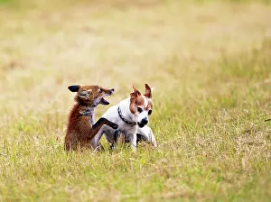 In Field: Red Fox - playing with Jack Russell in meadow
