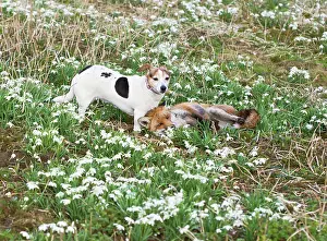 Closeness: Red Fox - playing with Jack Russell in Snowdrops
