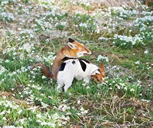 Closeness: Red Fox - playing with Jack Russell in Snowdrops