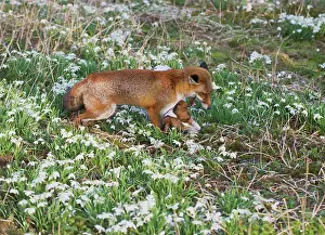 Closeness: Red Fox - playing with Jack Russell in Snowdrops