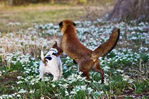 Closeness: Red Fox - playing with Jack Russell in Snowdrops