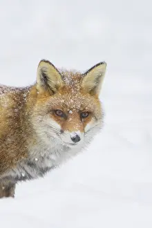 Vulpes: Red Fox portrait winter