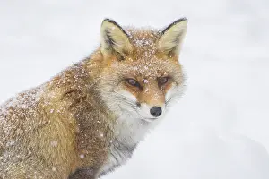 Vulpes: Red Fox portrait winter