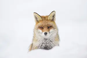 Vulpes: Red Fox portrait winter