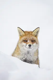 Vulpes: Red Fox portrait winter