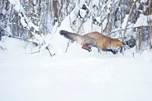Pouncing: Red Fox pouncing on prey in snow during