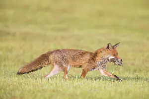 Hunt: Red Fox prey