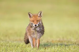 Hunt: Red Fox prey