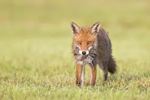 Hunt: Red Fox prey