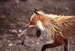 Eric Dragesco: Red FOX - With prey, arctic ground squirrel