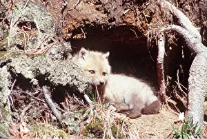 Lair: RED FOX - pup in den at base of tree