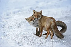 Relationship: Red fox, two red foxes (Vulpes vulpes) cuddling with each other