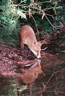 Elizabeth Bomford: RED FOX - reflection in water by pond