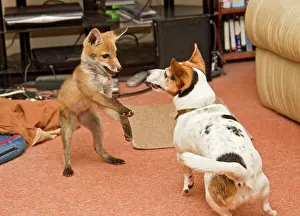 Russels: Red Fox - rescue cub playing with Jack Russel in living room