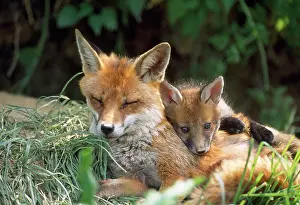 Sleeping: Red FOX - resting with cub at den