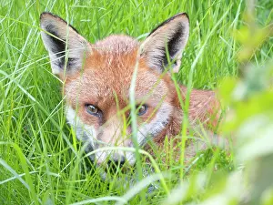 Birmingham: Red Fox - resting vixen - Birmingham UK