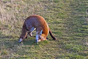 Sniff: Red Fox - rolling in scent