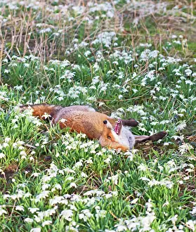 Scents: Red Fox - rolling in Snowdrops