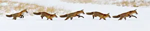 Composite: Red Fox - running in snow